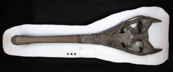 Media type: image;   Vertebrate Paleontology VPRA-1063 Description: Photograph of the skull in dorsal view of MCZ VPRA-1063, Macrospondylus bollensis.;  Aspect: dorsal